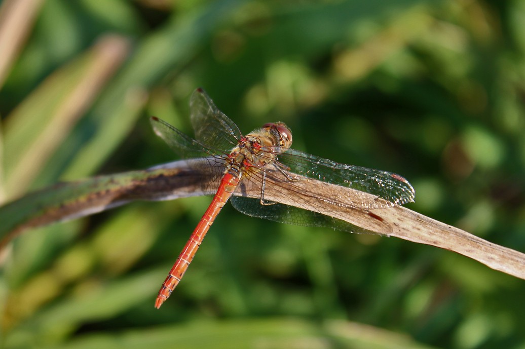 Blutrote Heidelibelle (2).jpg