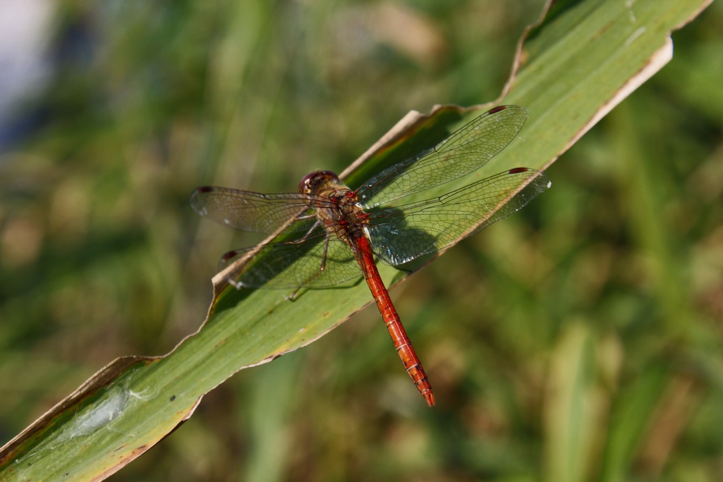 Blutrote Heidelibelle.jpg