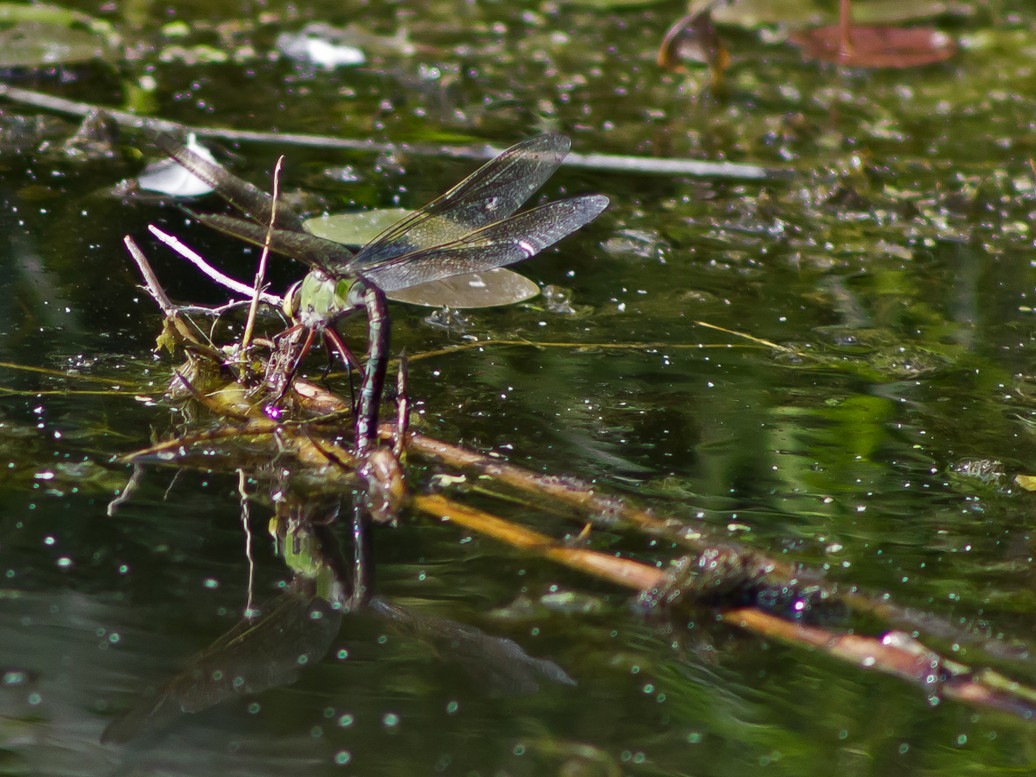 Große Königslibelle (Eiablage)2.jpg