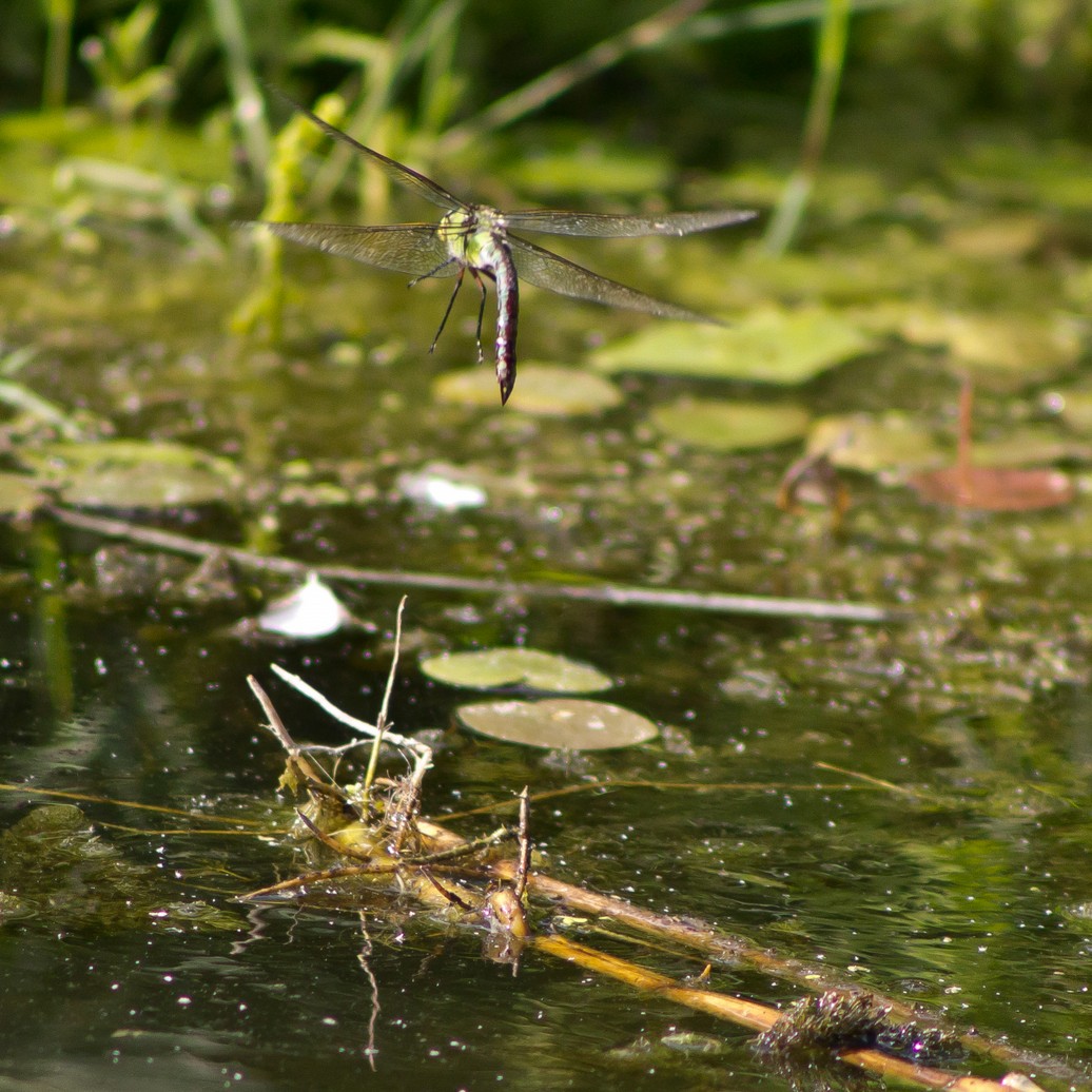 Große Königslibelle (Eiablage)3.jpg