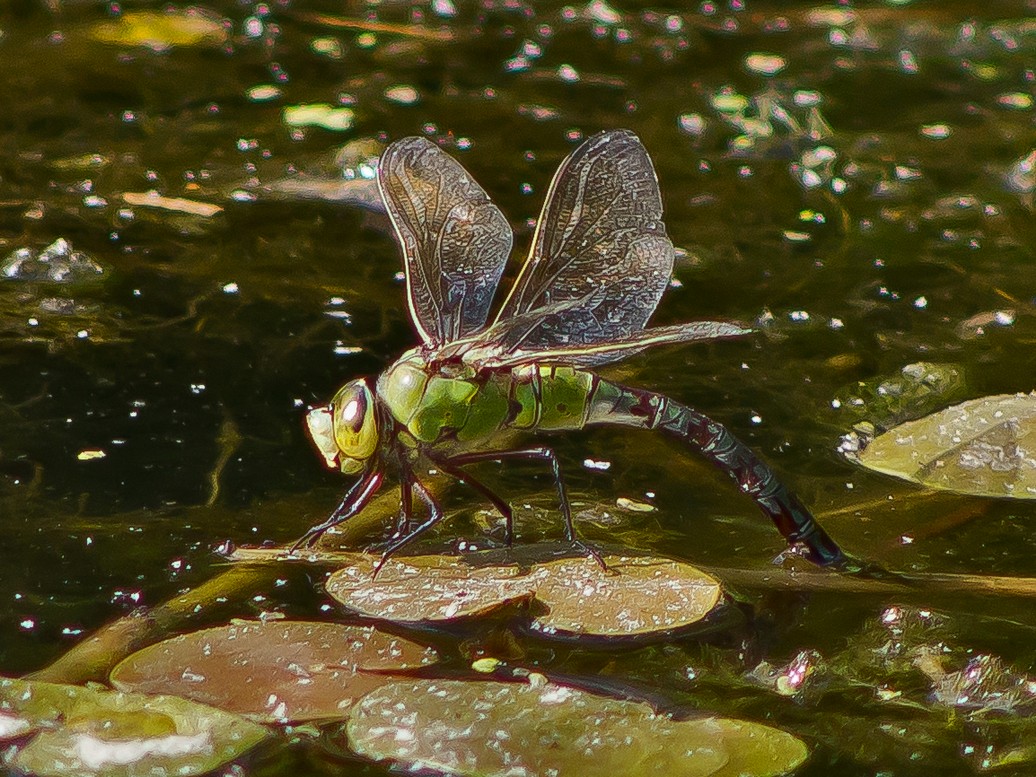 Große Königslibelle (Eiablage).jpg