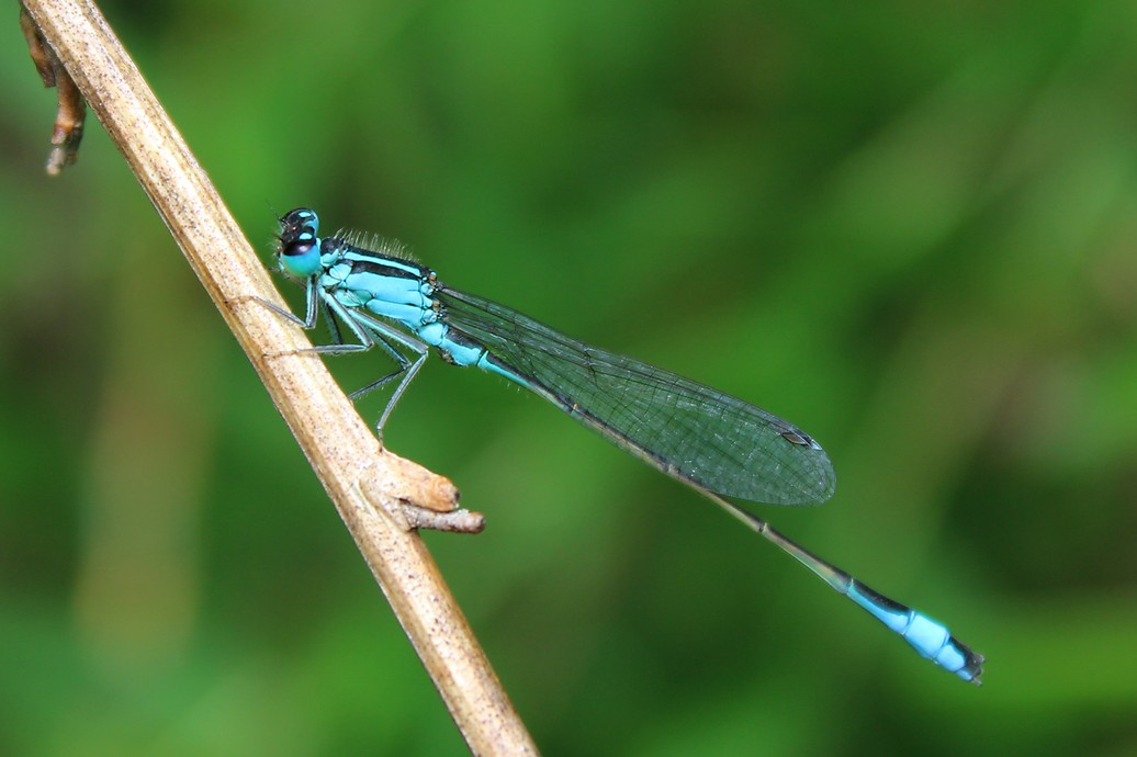 Große Pechlibelle.jpg