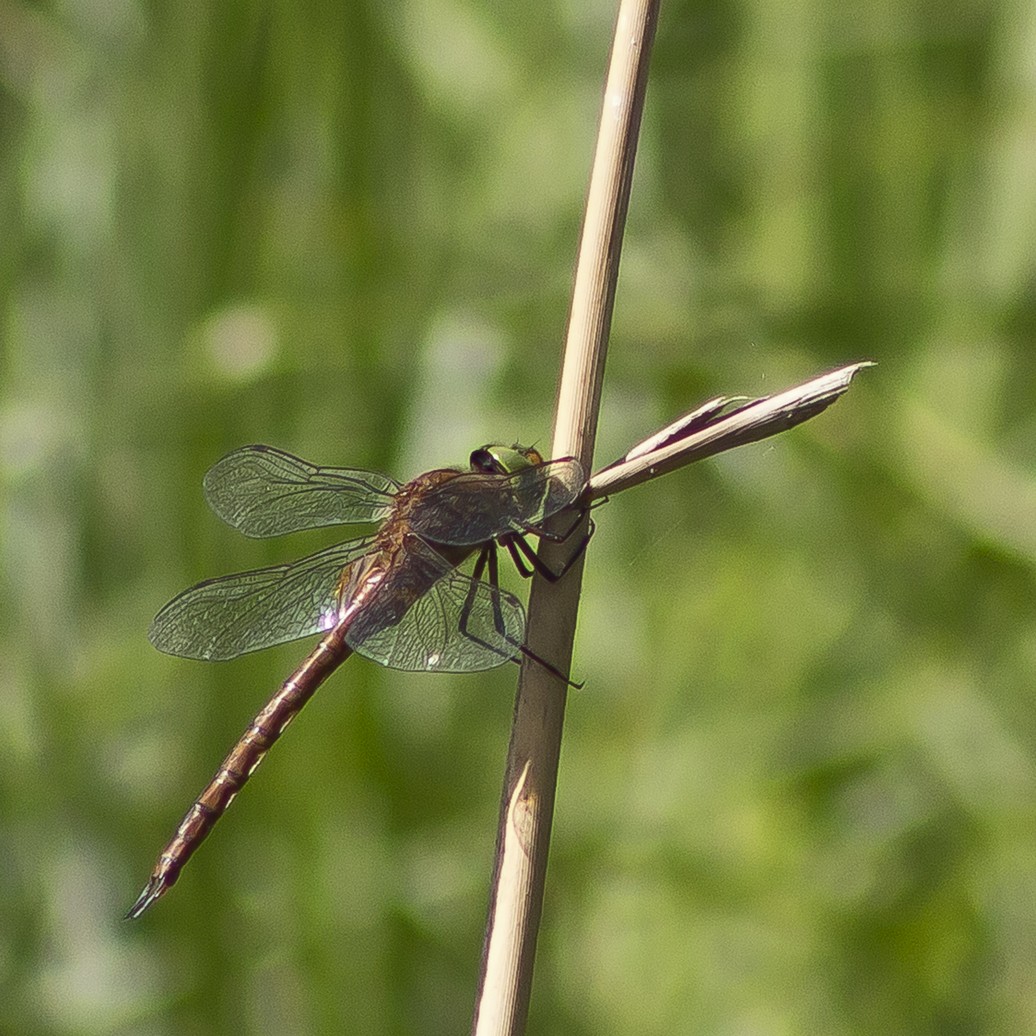 Keilfleck Mosaikjungfer (2).jpg