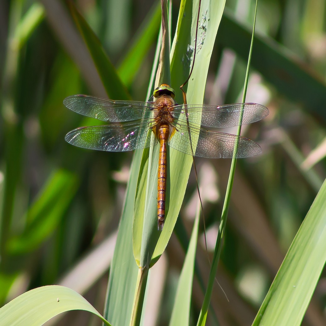 Keilfleck Mosaikjungfer.jpg
