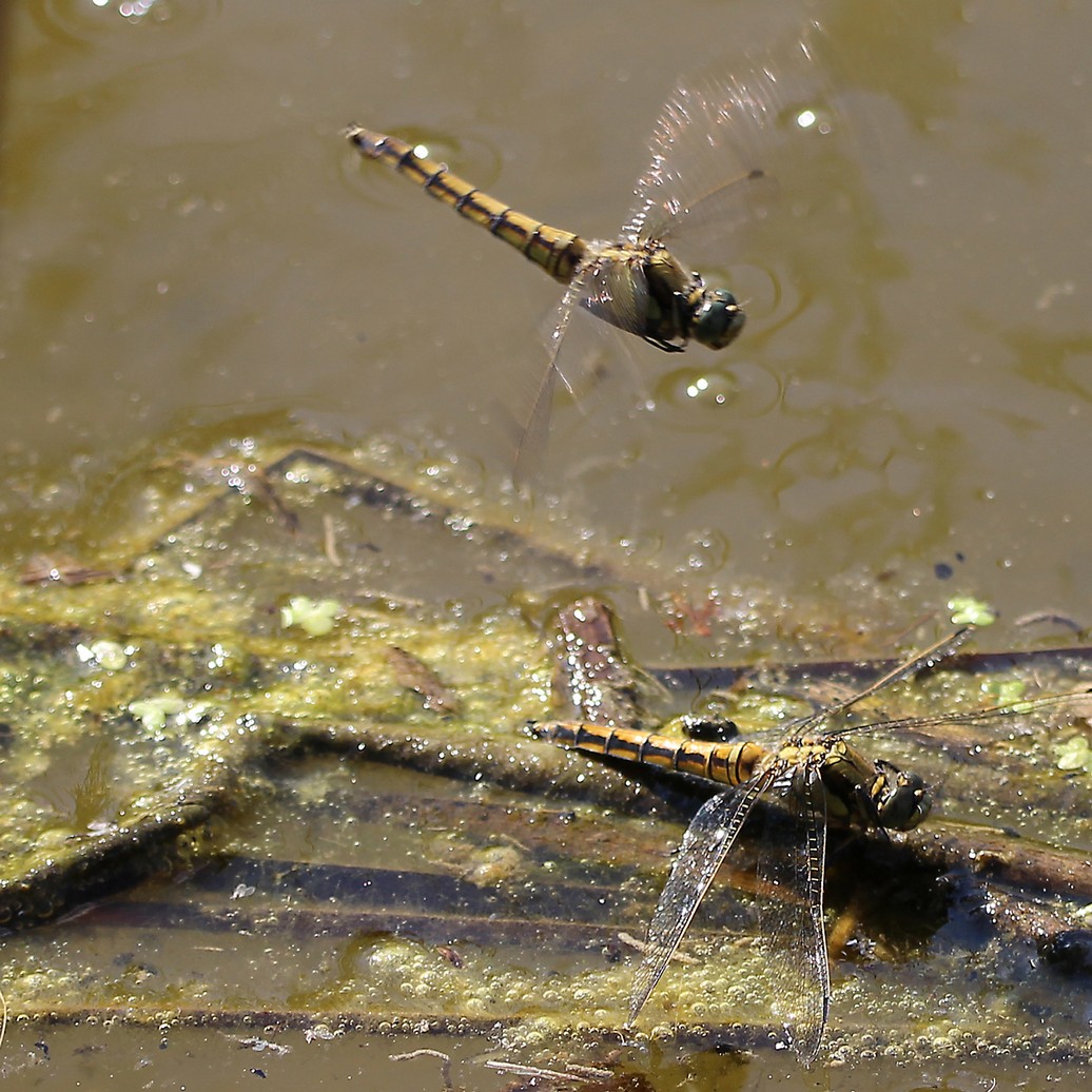 Libelle anflugDuo.jpg