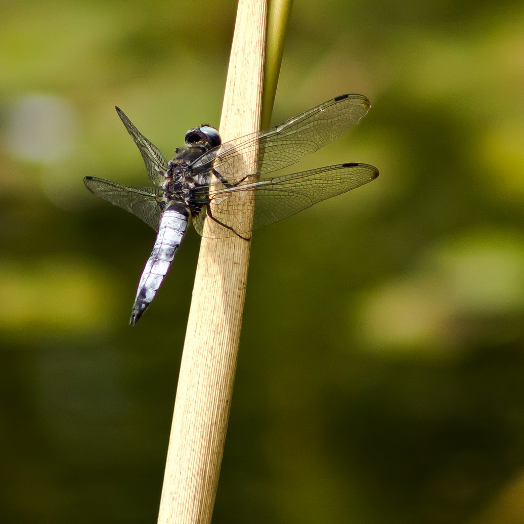 Spitzenfleck-Libellula fulva.jpg