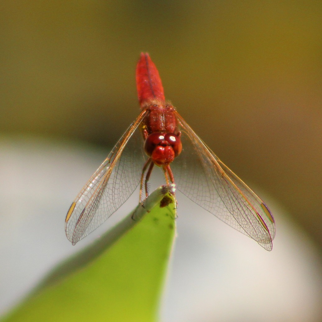 feuerlibelle.jpg