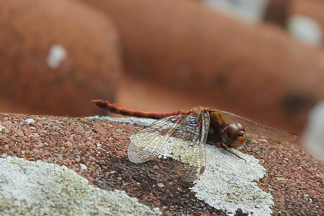 libelledach Kopie.jpg