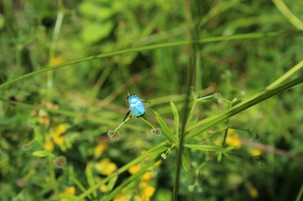 BlauerKäfer2.jpg