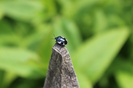 Schwarzweiße Erdwanze.jpg