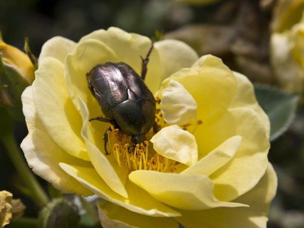 rosenkäfer_rose.JPG