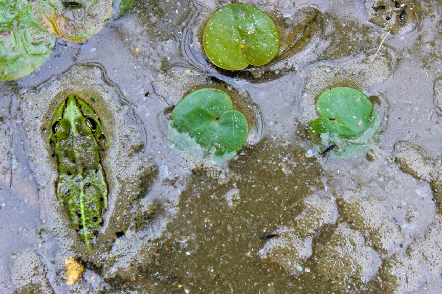 frogmud.jpg