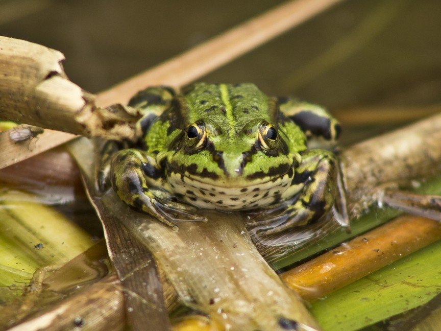 frosch.JPG