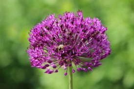 Biene im Trommelstock2.jpg